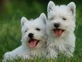 Vand catei rasa West Highland White Terrier (Westie), 